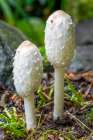 Issaquah, Washington State, USA. Close-up of two shaggy mane edible mushrooms growing on a lawn. Art Print